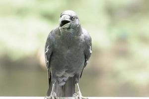 corvo ou corvus são os pássaros pretos que estão voando de graça. foto