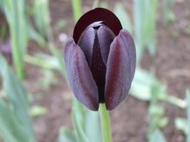 flor de tulipa encantadora. a beleza da natureza foto