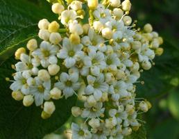 flores da primavera. a beleza da natureza foto