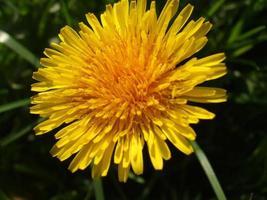 dente de leão amarelo. Flor. a beleza da natureza foto