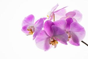 ramo de orquídeas frescas em fundo branco foto