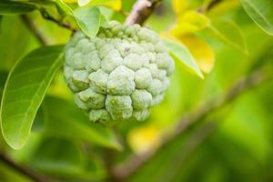 fruta de pinha na árvore verde no jardim foto