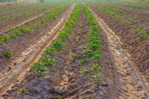 campos de mandioca no início da estação de crescimento de mudas pequenas foto