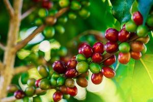 grãos de café close-up na árvore na fazenda. foto