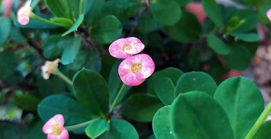 concentre-se em um par de lindas flores rosa coroa de espinhos. foto