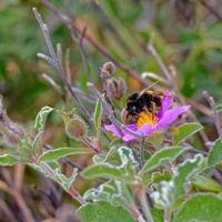 abelha em uma rosa cretense foto