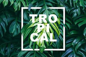 folhas verdes tropicais com moldura de papel branco e texto, conceito de natureza foto