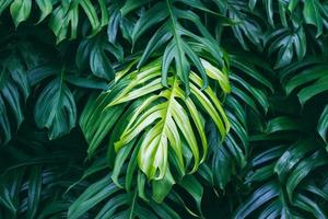 folhas verdes tropicais em fundo escuro, conceito de planta de floresta de verão natureza foto