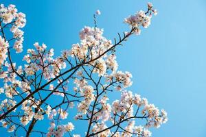 fundo de sakura de cerejeiras rosa florescendo colorido com um céu azul claro durante a temporada de primavera em kyoto, japão foto