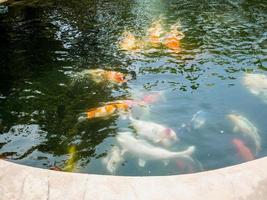 peixe koi na lagoa koi no jardim foto