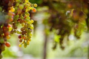 cachos de uvas para vinho tinto penduradas na videira foto