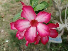 foto de flores frescas de azaleia rosa