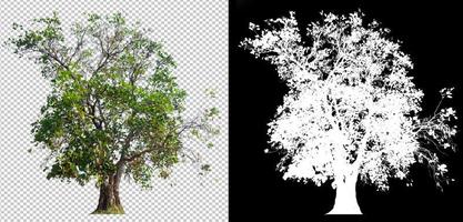 grande árvore em fundo de imagem transparente com caminho de recortes foto