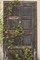 a velha porta de madeira vintage coberta com a planta. foto
