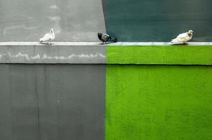 pombos descansando no molde de gotejamento de concreto ao lado do prédio foto