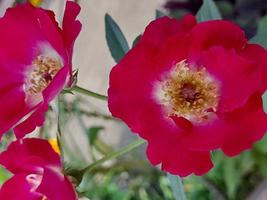 três rosas florescendo juntas na primavera foto