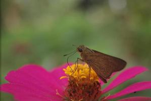 uma pequena borboleta marrom empoleirada em uma flor para chupar mel foto