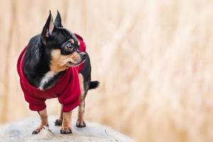 cachorro chihuahua em roupas. animal de estimação em um fundo desfocado. foto