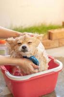 Pomeranian ou raça de cachorro pequeno foi tomado banho pelo dono e ficou em balde vermelho que coloca em um piso de concreto foto
