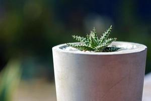 feche o cacto em um pote de cimento decorado em um café com um fundo borrado da natureza. foto