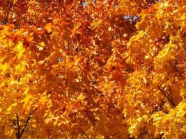 folhas de bordo de outono laranja. a beleza da natureza. foto