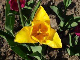 tulipa amarela. uma bela flor. foto