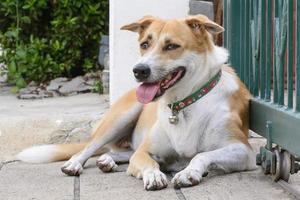 cão é animal de estimação. os cães são os melhores amigos do homem. foto