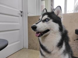 cão husky esperando o dono olha para a porta foto