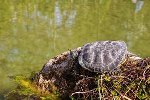 tartarugas na lagoa se aquecem ao sol em uma pedra foto