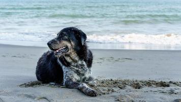 um cachorro preto fofo deitado e relaxando na praia cheia de areia perto da beira-mar esperando o dono ou procurando algo à beira-mar. conceito de férias de férias e espaço de cópia para texto foto
