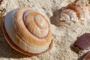 conchas e pedras na areia macia foto