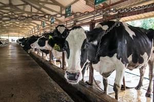 vacas na fazenda. foto