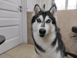 lindo cão husky com olhos multicoloridos dentro de casa foto