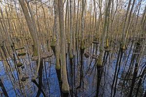 sombras e reflexões profundas em uma floresta de terra inferior foto