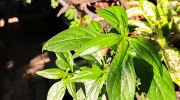 folha de kariyat ou andrographis paniculata, fitoterapia tailandesa tradicional. foto