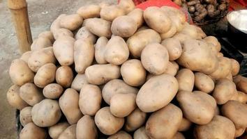 batatas jovens orgânicas frescas vendidas no mercado. padrão de alimentos de vegetais crus de batatas no mercado. foto