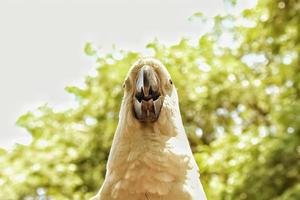 foto de um papagaio branco fotografado do ângulo frontal ligeiramente para baixo, contra um fundo de árvores com folhas verdes