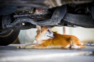 cachorro marrom dormindo no chão de cimento debaixo do carro foto