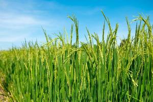 campo de mudas de arroz na tailândia foto