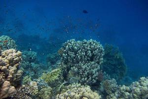 coral verde e mar azul