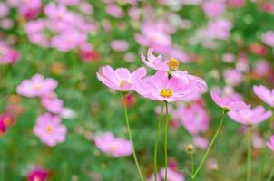 flores do cosmos estão florescendo no jardim natural foto