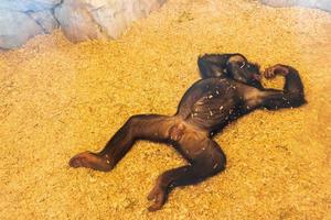 dubai, emirados árabes unidos, 2022 - tempo grande macaco macho deitado na areia no dubai safari park foto