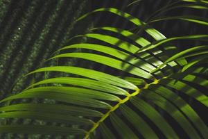 luz solar e sombra na superfície das folhas de palmeira verde com fundo de área de jardinagem em casa escura turva foto