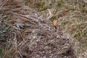 stonechat comum em portland bill dorset foto