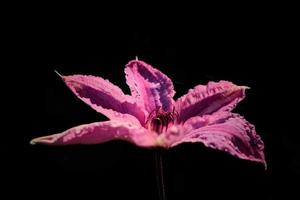 flor de clematis rosa contra um fundo escuro foto