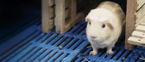 hamster branco. pequeno hamster de estimação na gaiola de plástico e madeira. foto