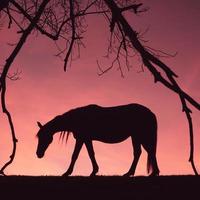 silhueta de cavalo no prado com um belo fundo por do sol foto