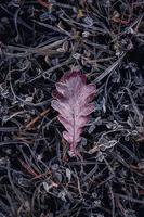 folha marrom congelada no inverno foto