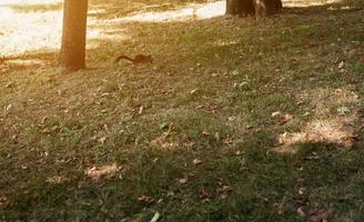 esquilo corre na grama foto