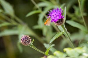 pequena borboleta de capitão alimentando-se de um cardo foto